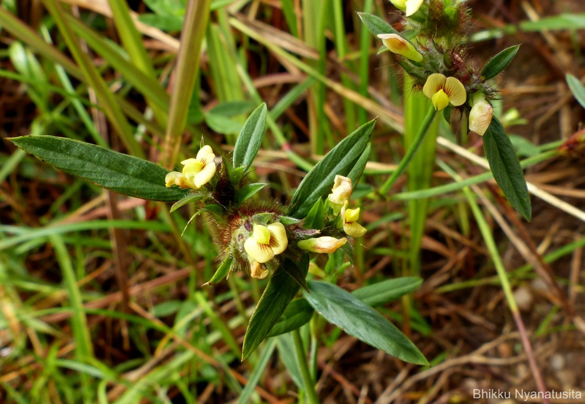 Stylosanthes fruticosa (Retz.) Alston